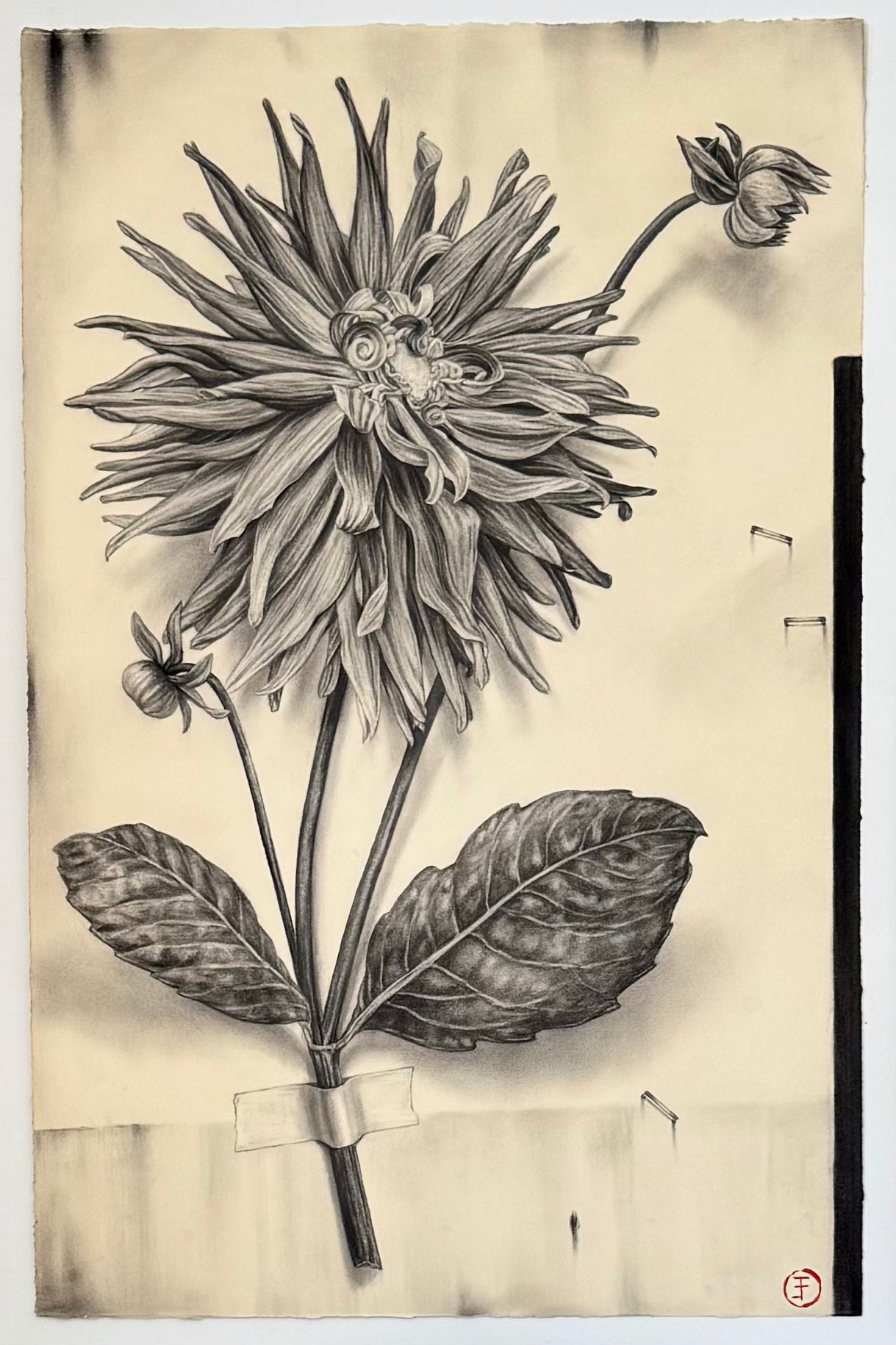 Dahlia No. 118